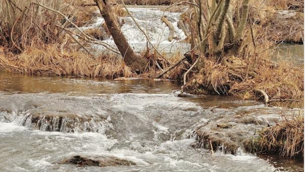 Chickasaw Fishery Saves Endangered Species While Sustaining Fishermen and Tourism Chickasaw Fishery Saves Endangered Species While Sustaining Fishermen and Tourism