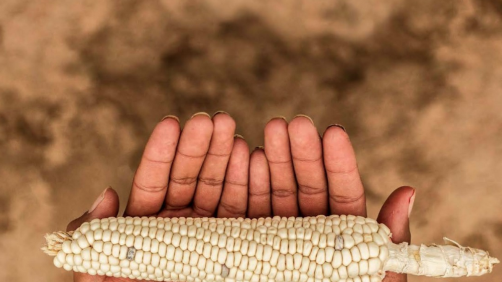 Feeding Ourselves: Food Access, Health Disparities, and the Pathways to Healthy Native American Communities
