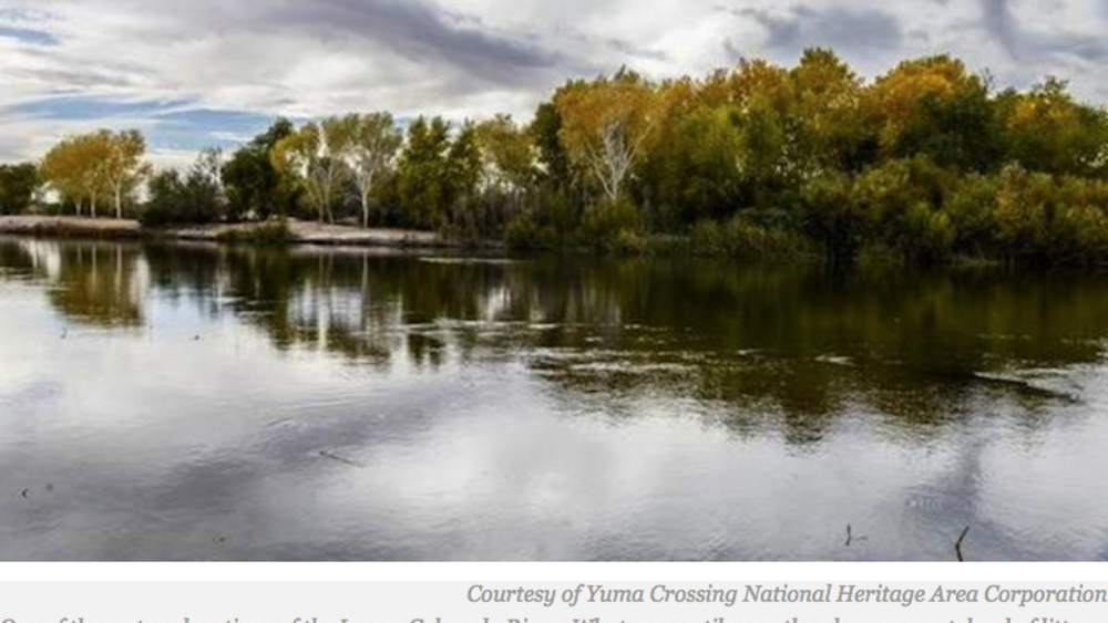 Tribal Transformation: Quechan Help Bring Lower Colorado River Habitat Back to Life Tribal Transformation: Quechan Help Bring Lower Colorado River Habitat Back to Life