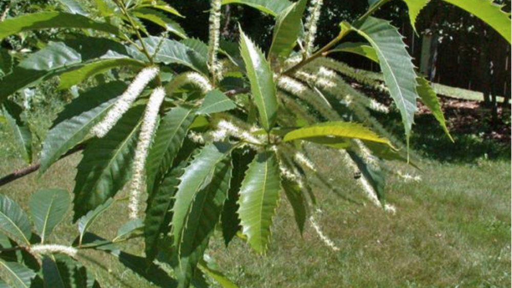 Seneca Nation Implements Native Plant Policy Seneca Nation Implements Native Plant Policy