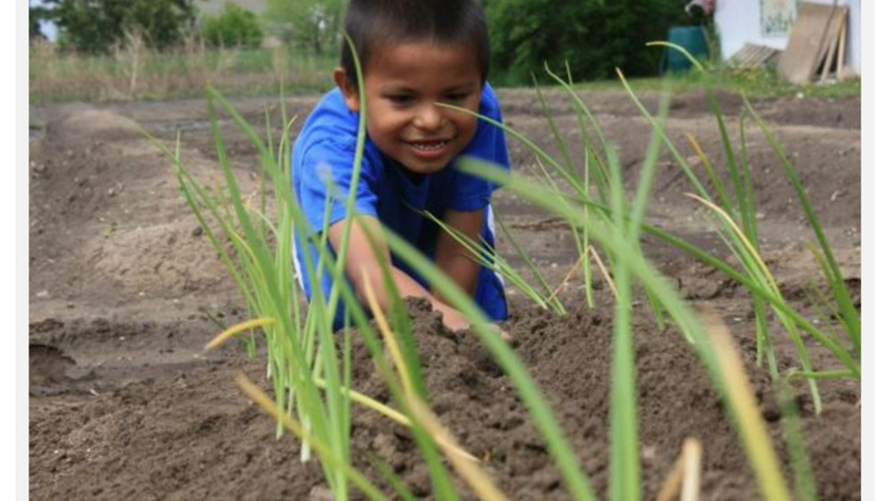 Cheyenne River Youth Project’s Garden Evolving Into Micro Farm Cheyenne River Youth Project’s Garden Evolving Into Micro Farm