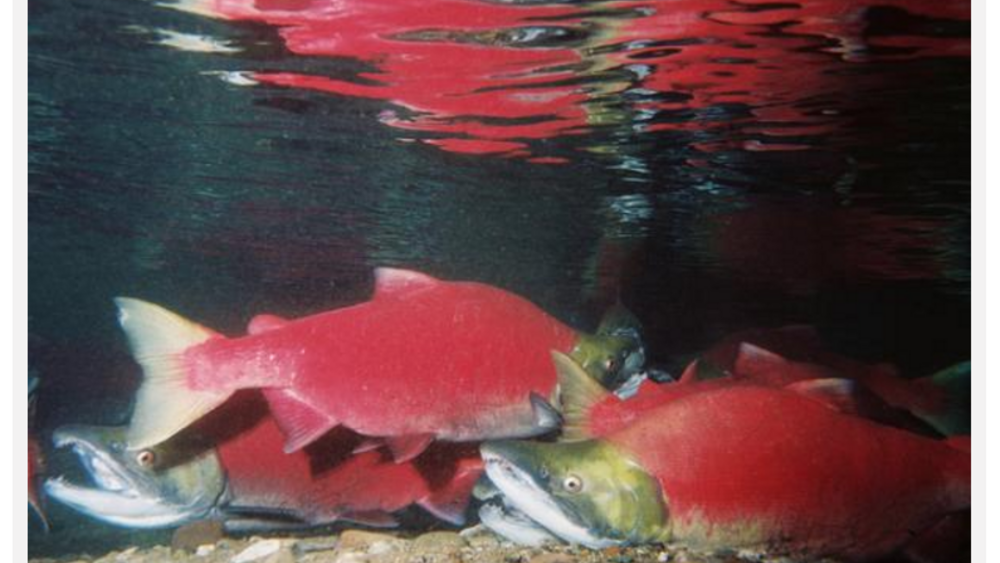 Fisheries Are the Lifeblood of the Nez Perce Economy Fisheries Are the Lifeblood of the Nez Perce Economy