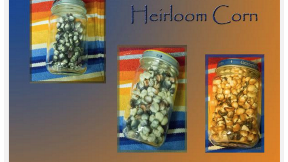 Revitalizing a Traditional Seed to Revitalize Osage Culture