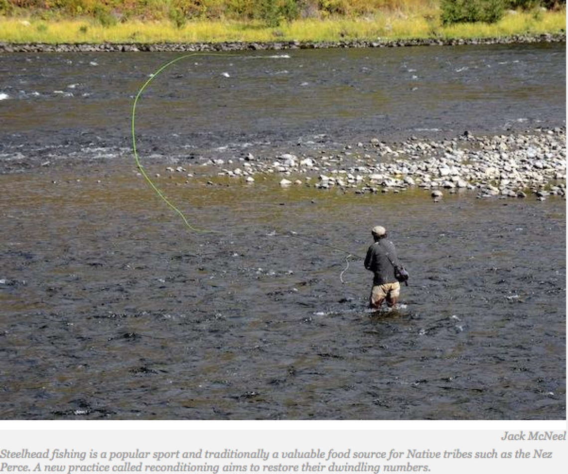 Tribes Recondition Steelhead to Bring Back Endangered Trout