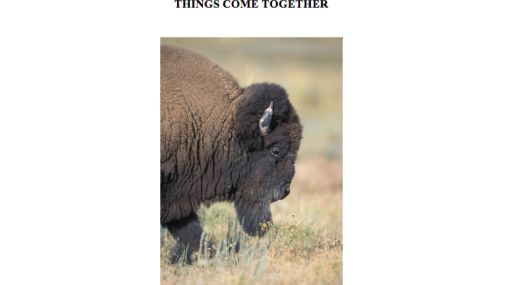 Back to the Bison: Part II