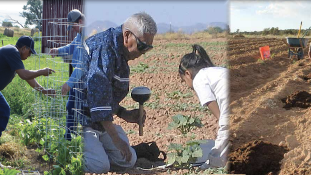 Good Food is Power: A collection of traditional foods stories from the Ramah Navajo Community, Standing Rock Sioux Tribe and Tohono O'odham Nation