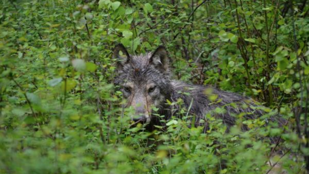 Colville Tribes Manage Wolves With Own Program