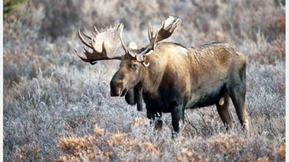 Minnesota Tribes Collaborate to Save Stateâ€™s Disappearing Moose Population