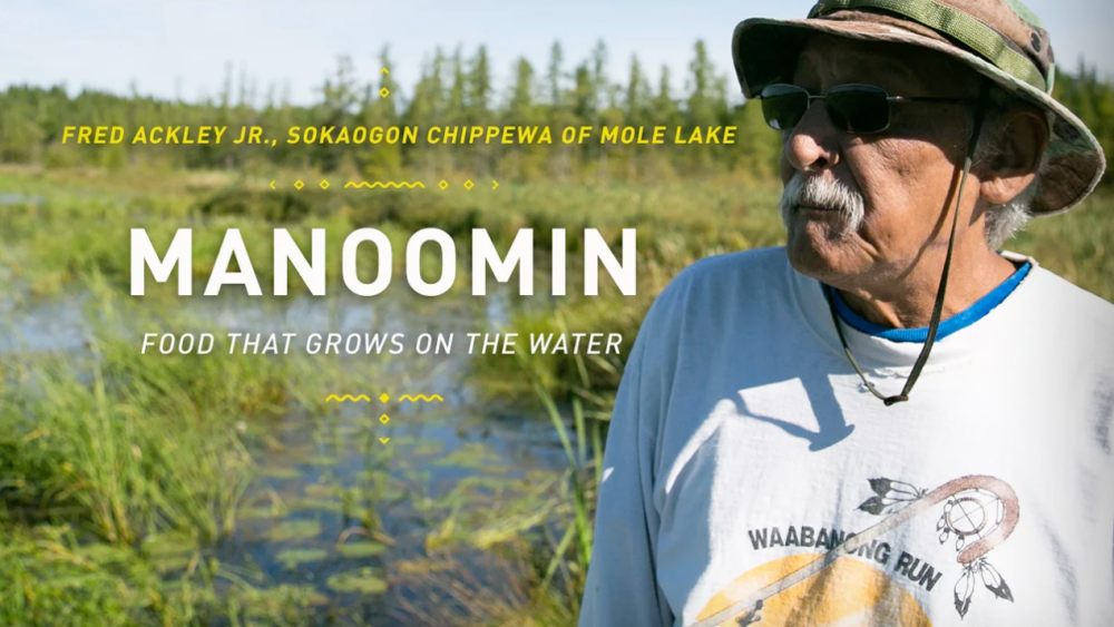 Fred Ackley Jr. from Sokaogon Chippewa Community of Mole Lake harvesting manoomin, or wild rice.